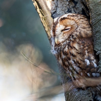 tawny owl - hans-veth--EJ7FId7Wfo-unsplash